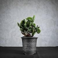 Euphorbia enopla f. monstruosa  / ユーフォルビア エノプラ 綴化 【実生】 + 信楽焼