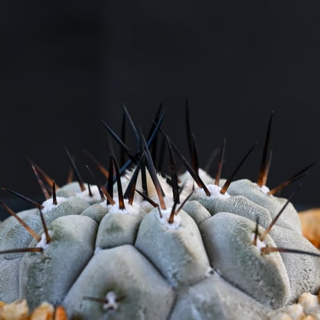 Copiapoa cinerea / コピアポア シネレア 黒王丸 【実生】