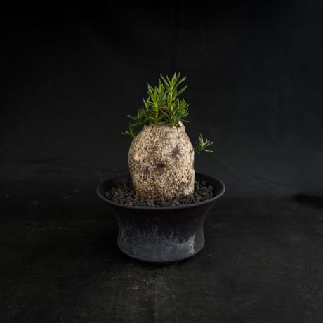 【Premium Line】Pachypodium bispinosum / パキポディウム  ビスピノーサム 【微発根】+ 黒鉄【KUROGANE】