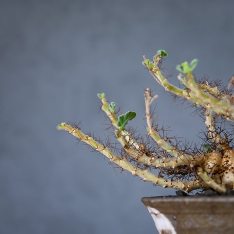 Jatropha marginata / ヤトロファ マルギナータ 【発根済】+ 信楽焼