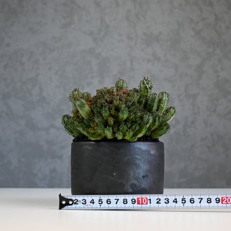 Euphorbia horrida f.monstrosa ' varietas ' / ユーフォルビア ホリダ 石化 (モンストローサ) 変異種 紅葉【実生】+ 信楽焼