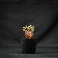 Ceraria pygmaea / ケラリア ピグマエア 【発根済】 [雌雄未判別]