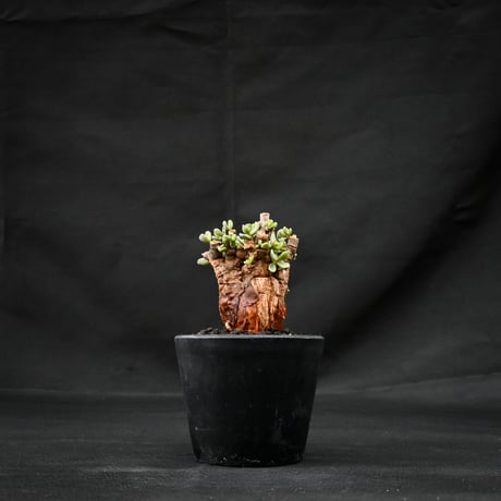 Ceraria pygmaea / ケラリア ピグマエア 【発根済】 [雌雄未判別]