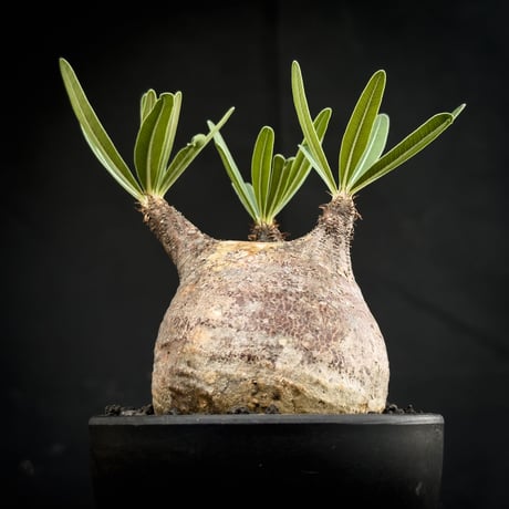 Pachypodium rosulatum var. gracilius / パキポディウム グラキリス 【微発根】