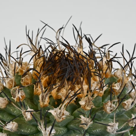 Turbinicarpus alonsoi / ツルビニカルプス アロンソイ 【実生】