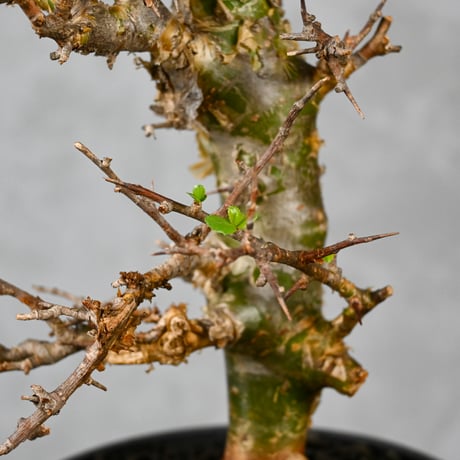 Commiphora myrrha / コミフォラ ミルラ 【微発根】