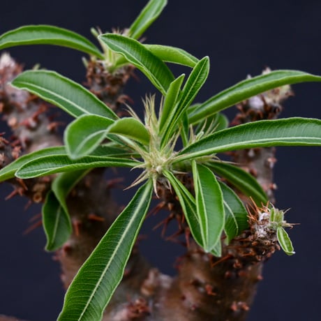 Pachypodium rosulatum var. makayense  / パキポディウム マカイエンセ 【発根済】