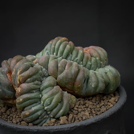 Lophophora williamsii var. cristate / ロフォフォラ ウィリアムシー 鳥羽玉 綴化 【実根】+ 灰黒垂れ