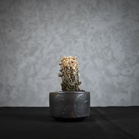 Astrophytum myriostigma f. monstrosa / アストロフィツム 子吹き鸞鳳玉 石化 (モンストローサ) (ランポー)【実生】 + 信楽焼