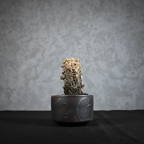 Astrophytum myriostigma f. monstrosa / アストロフィツム 子吹き鸞鳳玉 石化 (モンストローサ) (ランポー)【実生】 + 信楽焼