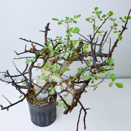 【PL】Commiphora kataf ver. turkanensis / コミフォラ カタフ ターカネンシス + 信楽焼 (微発根)