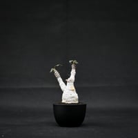Dorstenia foetida / ドルステニア フォエチダ 【微発根】