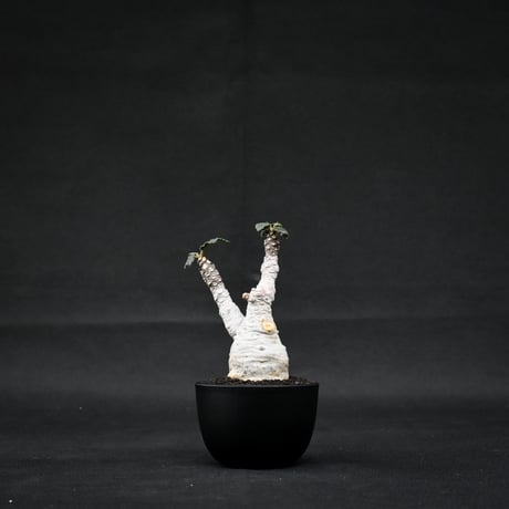 Dorstenia foetida / ドルステニア フォエチダ 【微発根】