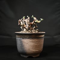 Pelargonium mirabile / ペラルゴニウム ミラビレ (二本差) 【発根済】 + 信楽焼