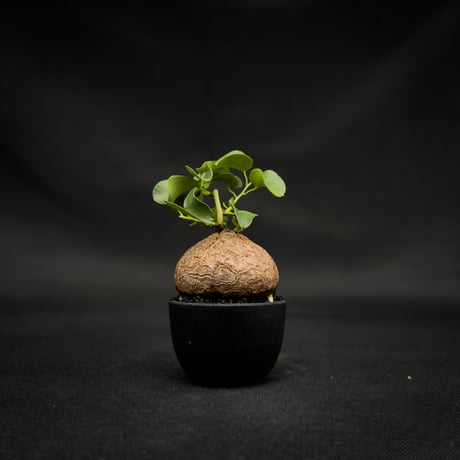 Dioscorea elephantipes / ディオスコレア エレファンティペス【 アフリカ 亀甲竜 】
