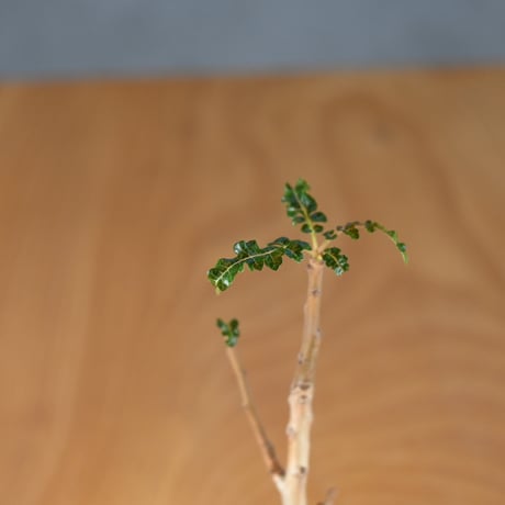 Boswellia nana / ボスウェリア ナナ 【発根済】