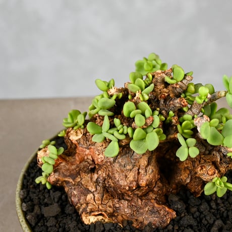 Ceraria pygmaea / ケラリア ピグマエア 【微発根】+ 信楽焼
