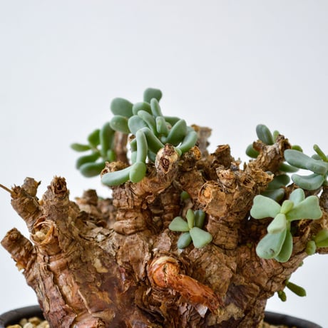 【PL】Ceraria pygmaea / ケラリア ピグマエア + 信楽焼 (微発根) [雌雄未判別]