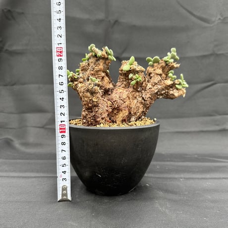 Ceraria pygmaea / ケラリア ピグマエア (微発根) [雌雄未判別]