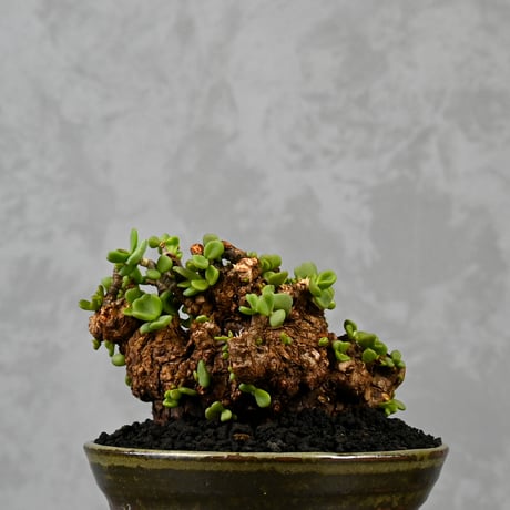 Ceraria pygmaea / ケラリア ピグマエア 【微発根】+ 信楽焼