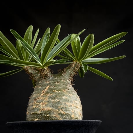 【Premium Line】 Pachypodium rosulatum var. gracilius / パキポディウム グラキリス 【微発根】+ 黒鉄【KUROGANE】