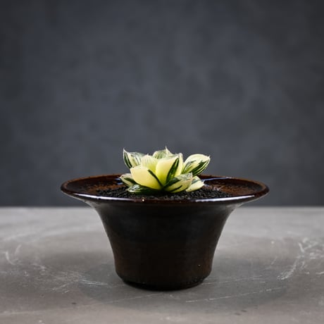 Haworthia 'Juliana' ( 'Mirrorball' X cooperi var. truncata variegated ) / ハオルチア ジュリアナ + 信楽焼