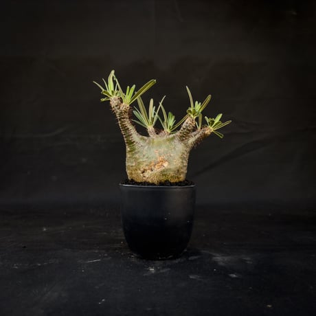 Pachypodium rosulatum var. gracilius / パキポディウム グラキリス 【微発根】