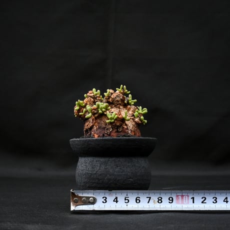 Ceraria pygmaea / ケラリア ピグマエア 【発根済】 [雌雄未判別]  + 信楽焼