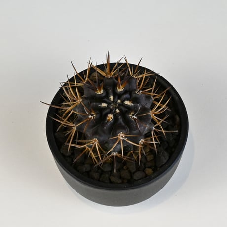 Pyrrhocactus sp. Cuesta Las Cardas / ピロカクタス (エリオシケ) クエスタ ラス カルダス 【実生】