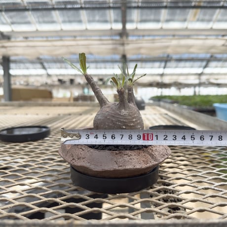 【Premium Line】 Pachypodium rosulatum var. gracilius / パキポディウム グラキリス 【微発根】+ 信楽焼