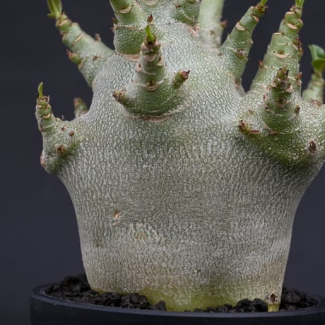 Adenium arabicum super dwarf / アデニウム アラビカム スーパードワーフ【微発根】
