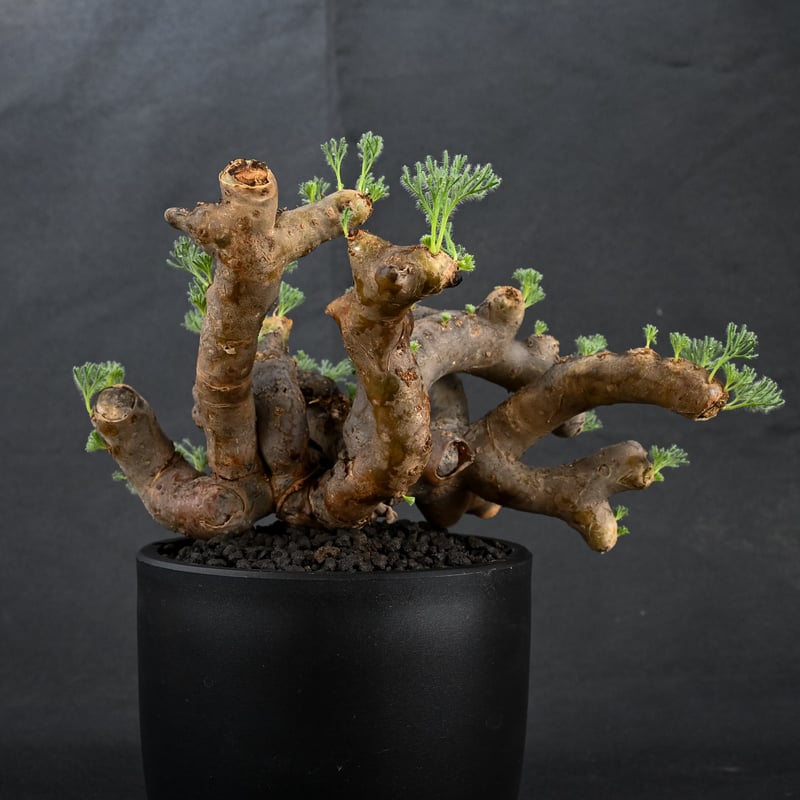 Monsonia multifida (Sarcocaulon multifidum) /