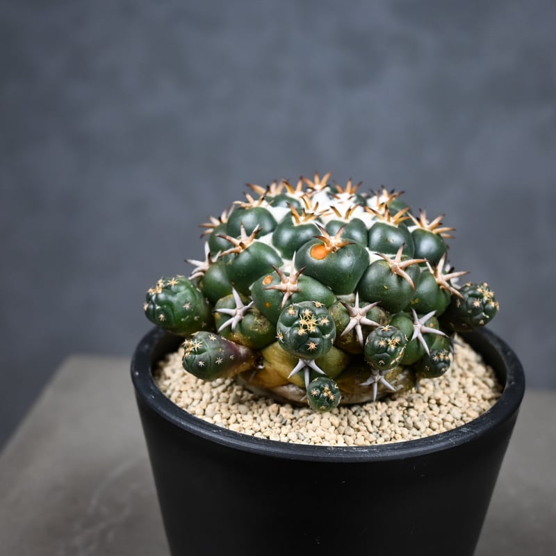 Coryphantha elephantidens / コリファンタ 短刺象牙丸 仔吹き |
