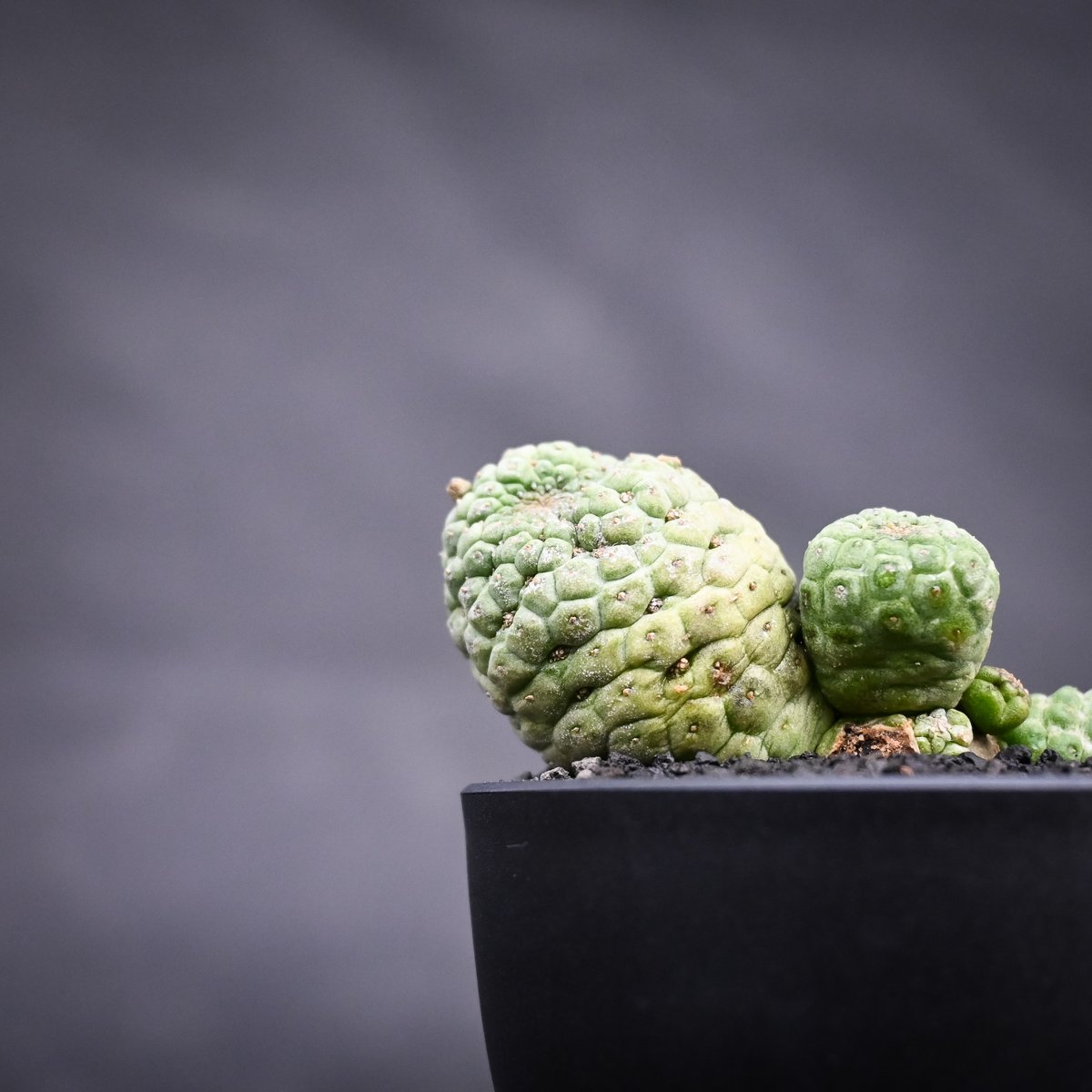 Larryleachia cactiformis / ラリレアキア カクティフォルメ 仏