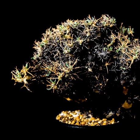 Othonna euphorbioides / オトンナ ユーフォルビオイデス (微発根)