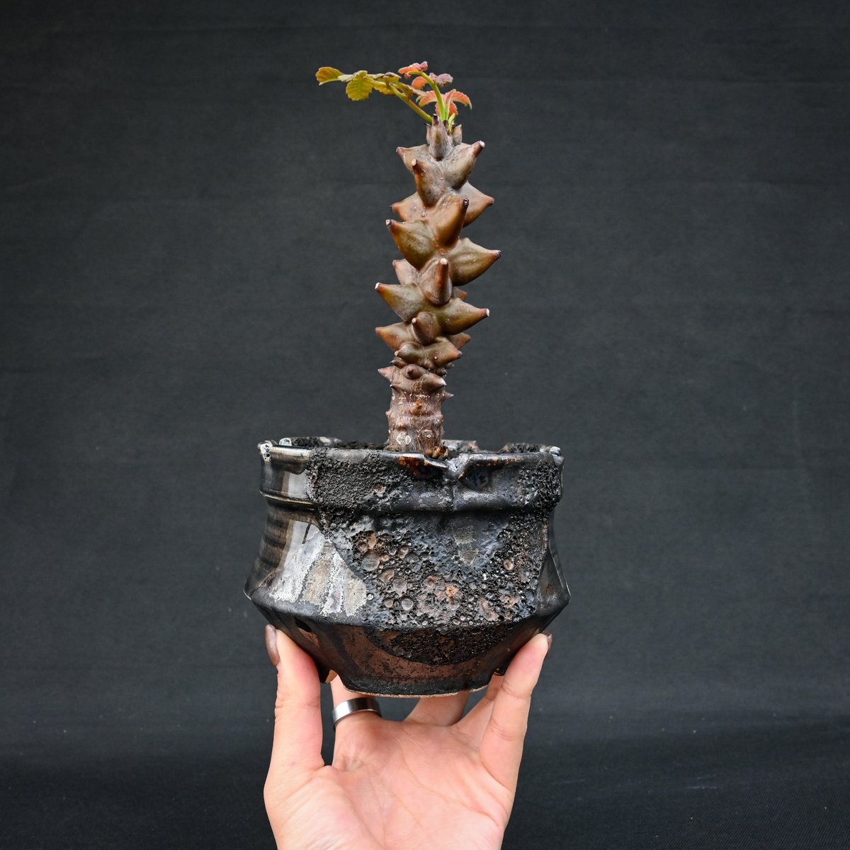 Premium Line】 Beiselia mexicana / ベイセリア メキシカーナ