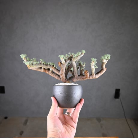 Monsonia multifida  (Sarcocaulon multifidum) / モンソニア ムルチフィダ (サルコカウロン ムルチフィズム) 【発根済】  + 信楽焼