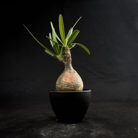 Pachypodium rosulatum var. gracilius / パキポディウム グラキリス 【微発根】