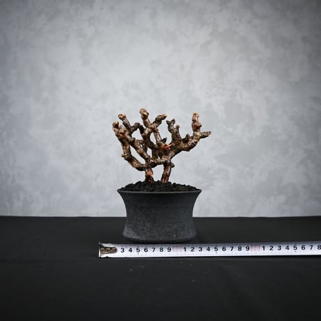 Pelargonium mirabile / ペラルゴニウム ミラビレ 【枝挿】【微発根】+ 信楽焼