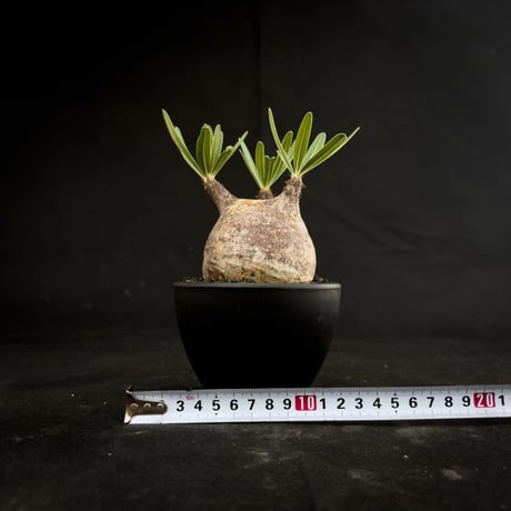 Pachypodium rosulatum var. gracilius / パキポディウム グラキリス 【微発根】