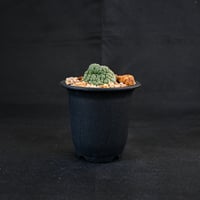Larryleachia cactiformis / ラリレアキア カクティフォルメ 仏頭玉【発根済】
