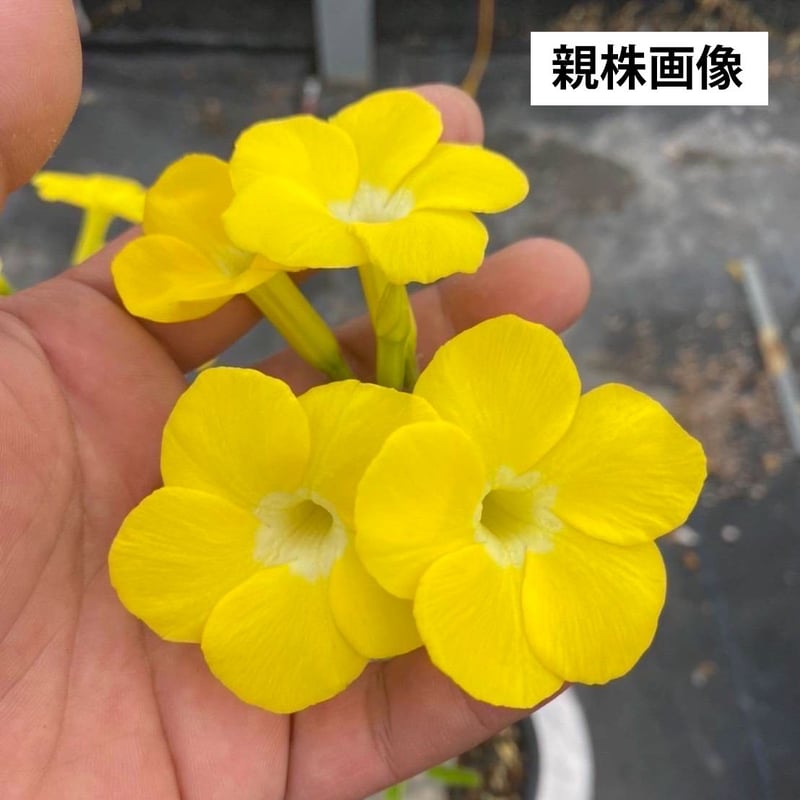 Pachypodium bicolor / パキポディウム ビカラー (バイカラー)【実生】