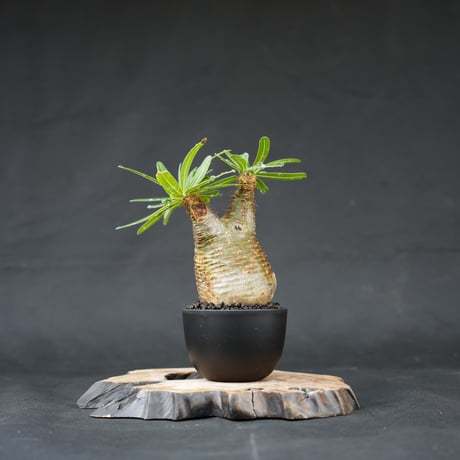 Pachypodium rosulatum var. gracilius / パキポディウム グラキリス 【発根済】