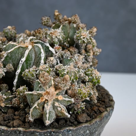 Astrophytum myriostigma f. monstrosa / アストロフィツム 子吹き鸞鳳玉 石化 (モンストローサ) (ランポー)【実生】 + 信楽焼