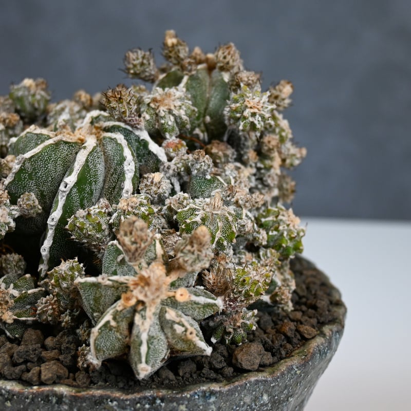 Astrophytum myriostigma f. monstrosa / アストロフィツム