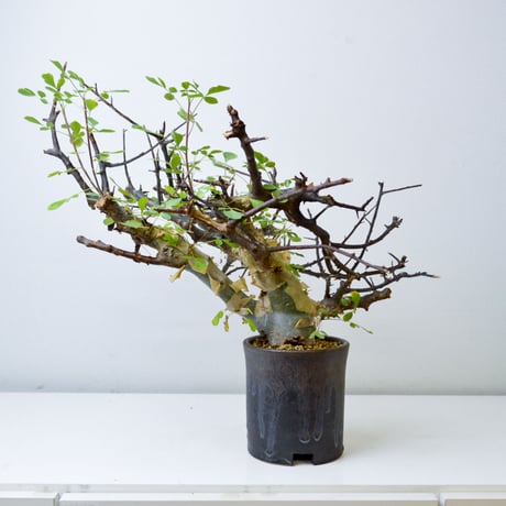 【PL】Commiphora kataf ver. turkanensis / コミフォラ カタフ ターカネンシス + 信楽焼 (微発根)