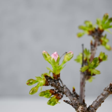 【桜盆栽】 Cerasus serrulata 'Asahiyama' / サクラ '旭山' (朝日山) / アサヒヤマ + 信楽焼