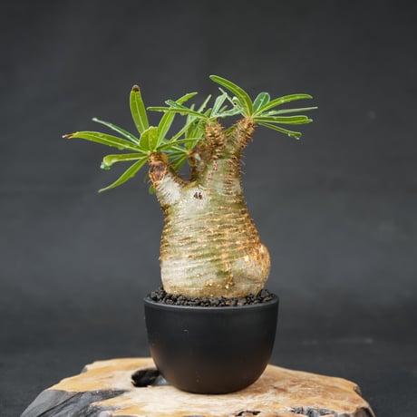 Pachypodium rosulatum var. gracilius / パキポディウム グラキリス 【発根済】