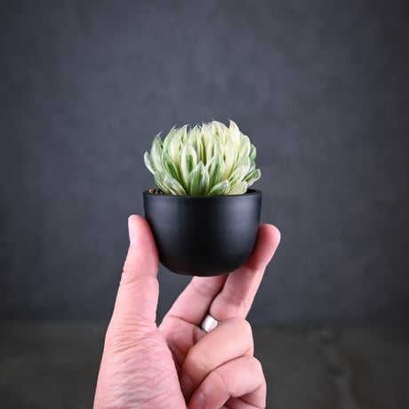 Haworthia cooperi 'Hanakocho' / ハオルチア オブツーサ 錦 花胡蝶