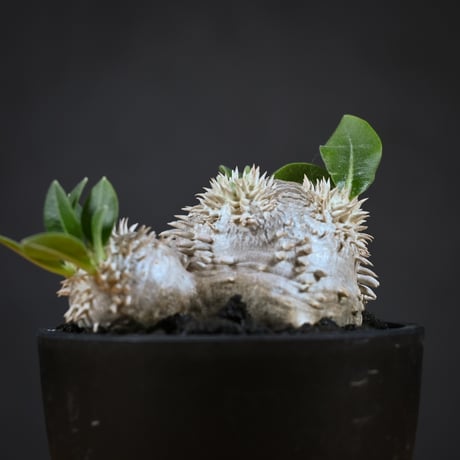 Pachypodium ' Densicaule ' / パキポディウム デンシカウレ 恵比寿大黒 (恵比須大黒)【実生】